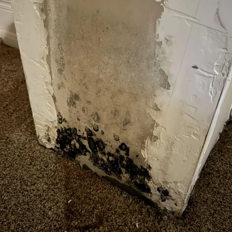 Professional Mold Removal in Orrville, OH